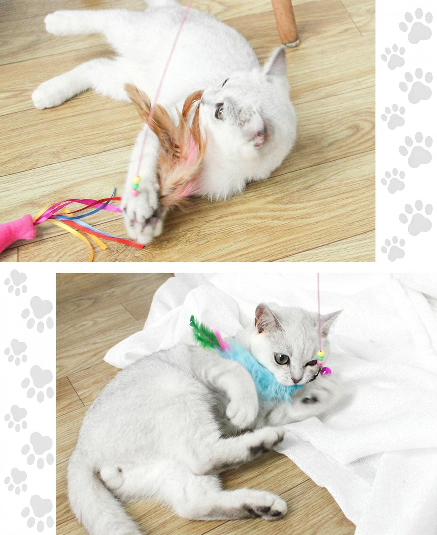 cat-2.jpg
