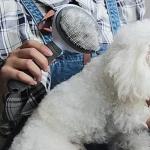 Self Cleaning Slicker Brush, Pet Grooming, Shedding Brush for Dogs and Cat Pet Massaging Tool