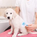 Cat Brush, Dog Slicker Brushes Pet Soft Brush One 1 Pcs.