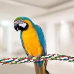 Colorful Soft Bird Climbing Rope, for Parakeet Birds 1 Pcs